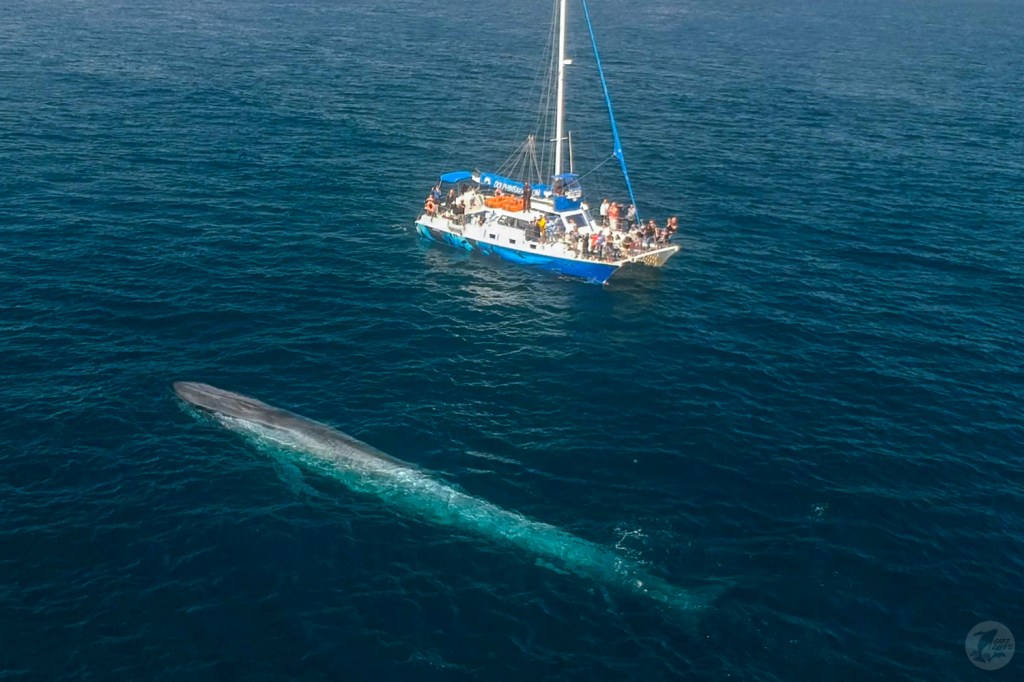 Blue whale next to 50-foot catamaran Manute'a