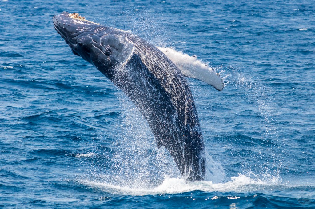 Humpback whale leaps out of the water