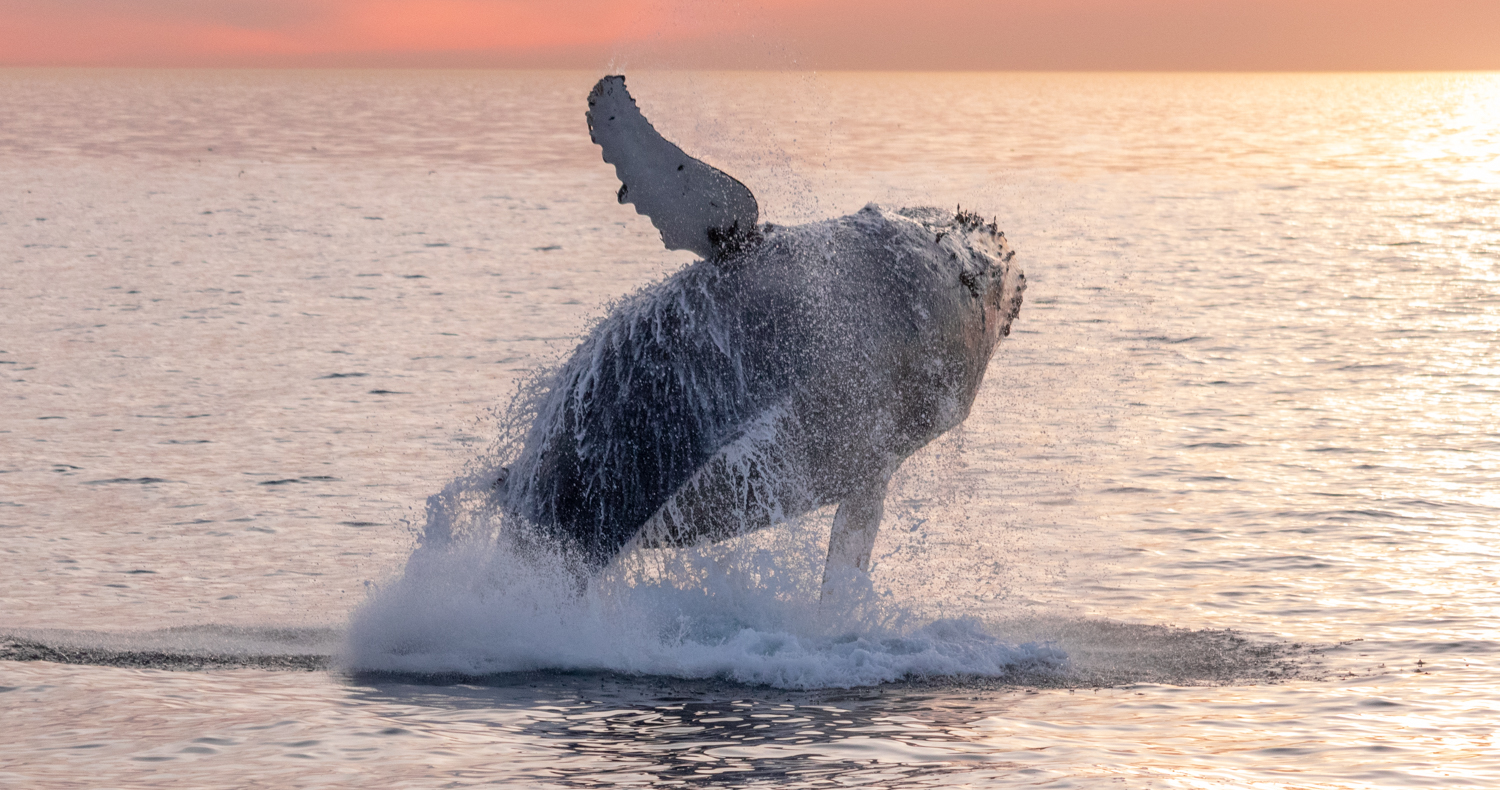 12.09.17 2pm Humpback Whale 0990 Craig DeWitt