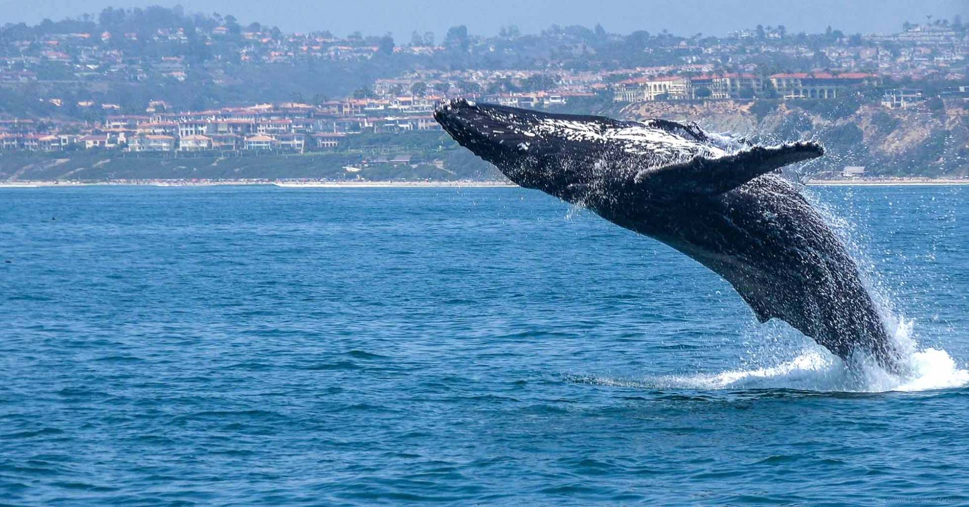Humpback Whale jumping out of the water in front of Dana Point, CA