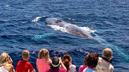 Blue whale surfaces in front of whale watchers near Dana Point, CA