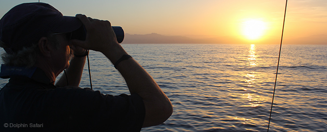 Looking for Whales