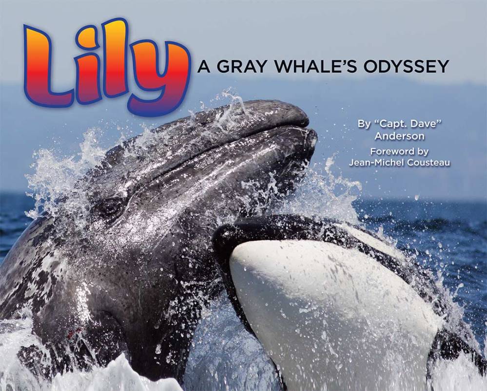 Lily, A Gray Whale's Odyssey Book Cover