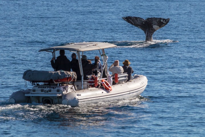 People on zodiac whale watching tour viewing a gray whale tail