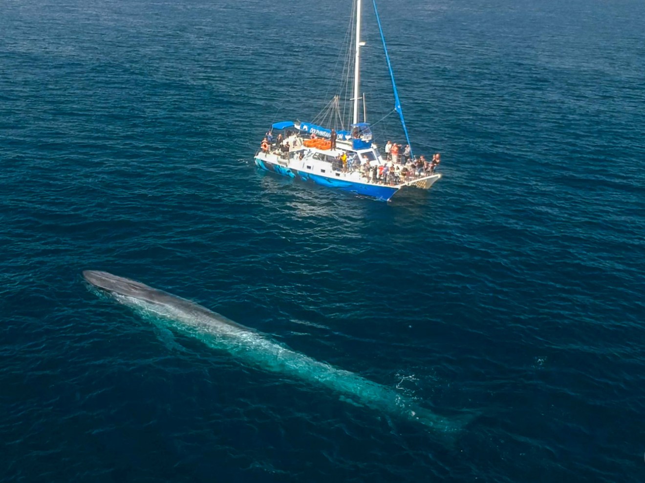 Blue whale next to 50-foot catamaran Manute'a