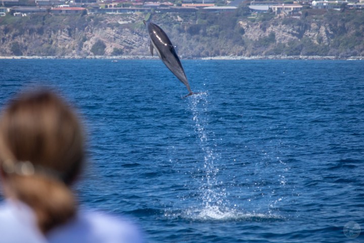 Dolphin jumping higher than a passenger
