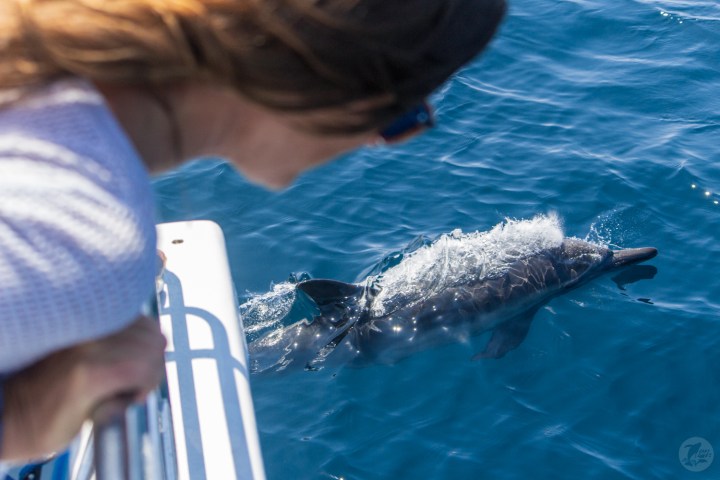 Woman looking over side of boat at dolphin bow riding
