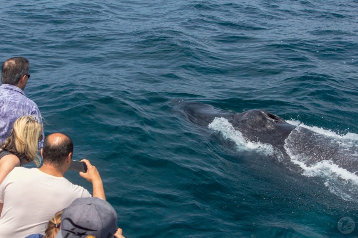 Whale watchers up close with humpback whale
