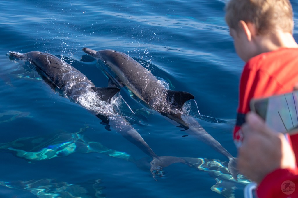 Child having fun with bow riding dolphins