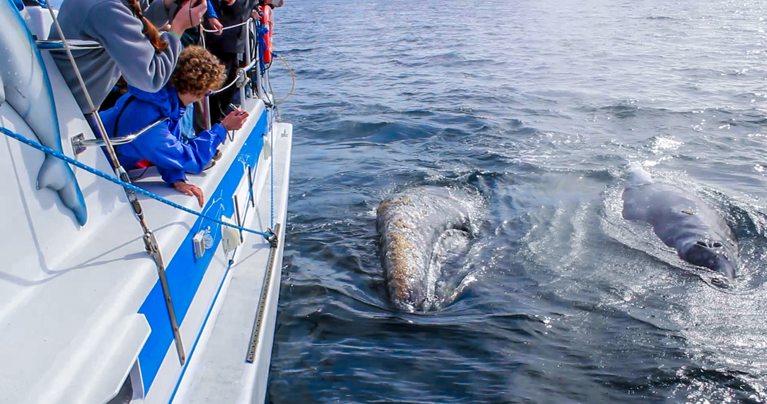 Gray whales approach people on whale watching boat