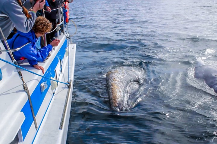 Gray whales approach people on whale watching boat
