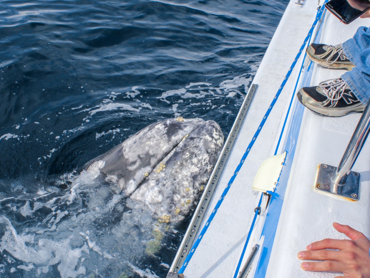 Gray whale nudges Capt. Dave's whale watching boat Manute'a