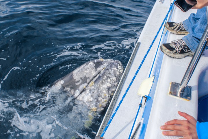 Gray whale nudges Capt. Dave's whale watching boat Manute'a