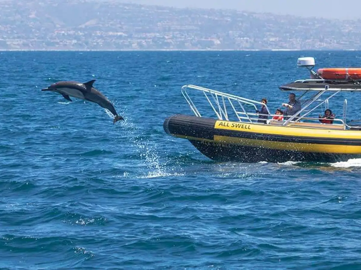 Dolphin jumps near the bow of Zodiac whale watching boat AllsWell