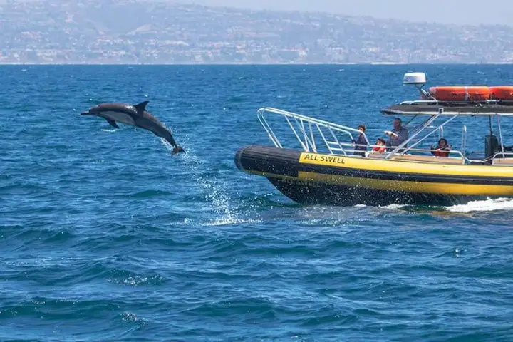 Dolphin jumps near the bow of Zodiac whale watching boat AllsWell