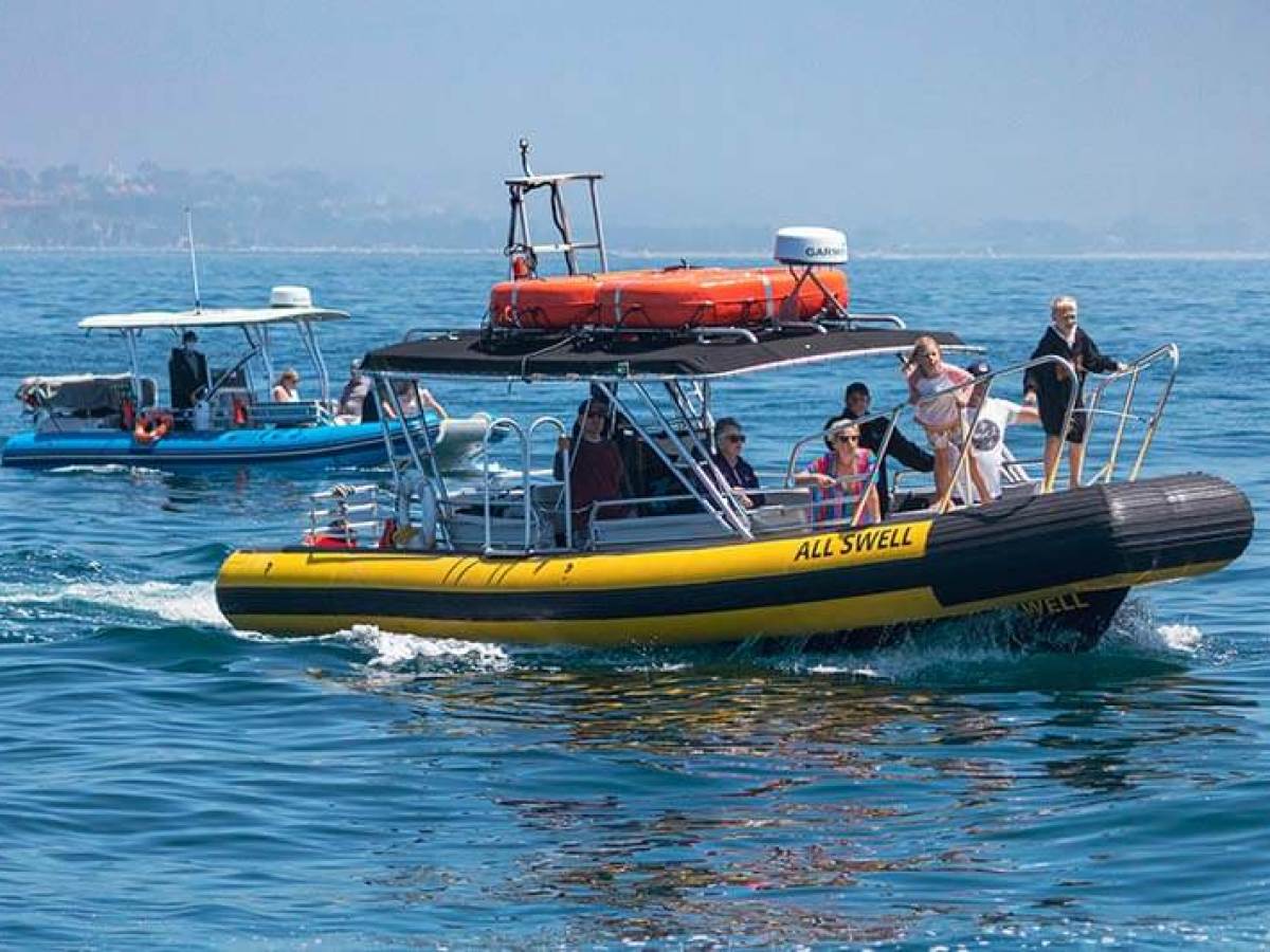 Our fleet of rigid inflatable (zodiac-style) boats