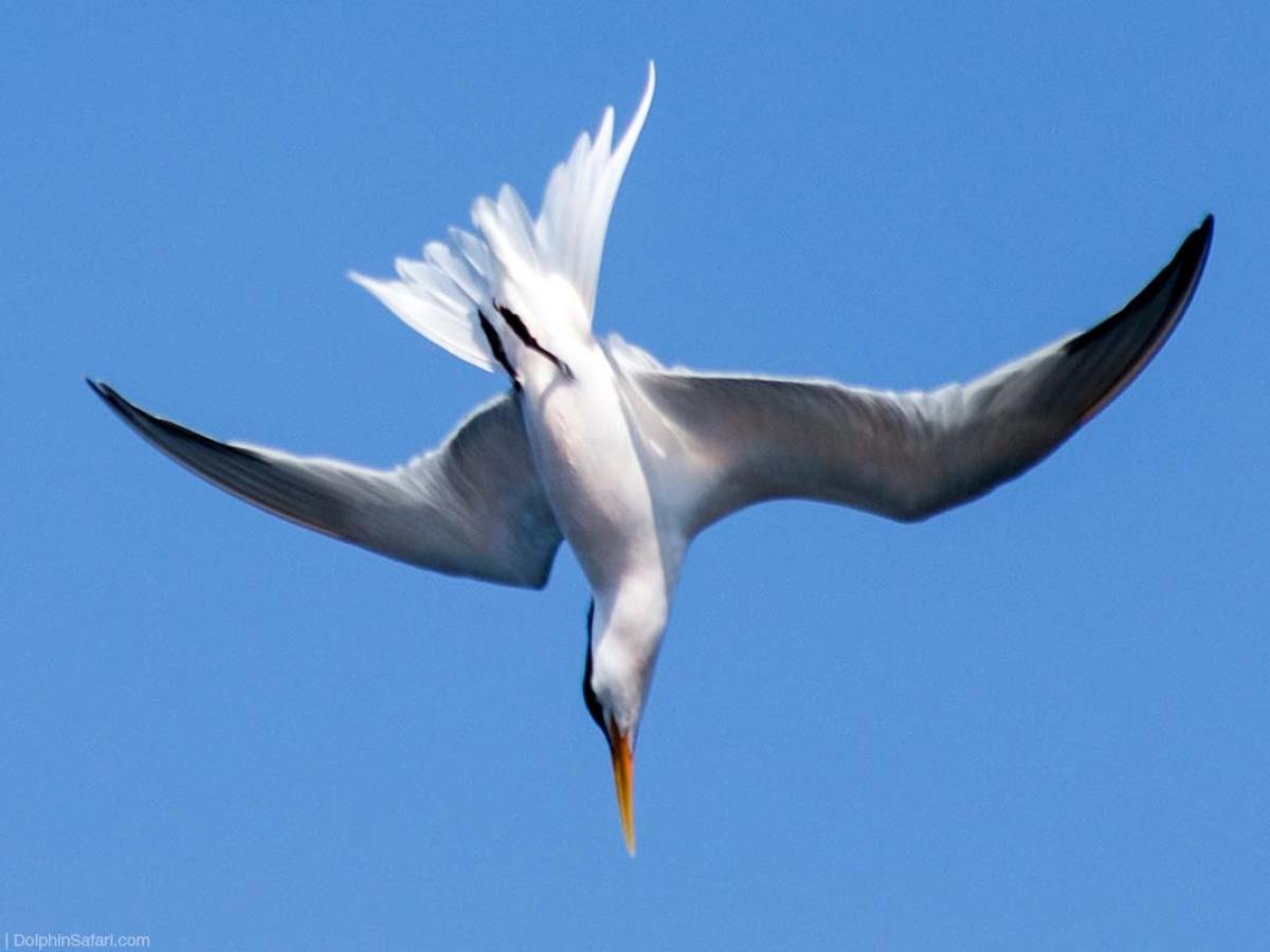 Arctic Tern diving