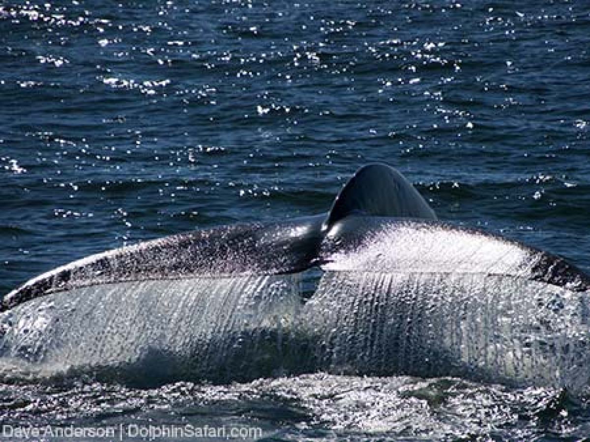 Blue Whale tail