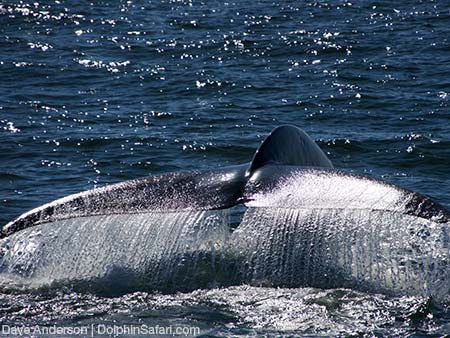 Blue Whale tail