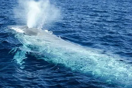 Blue Whale exhaling at the surface.