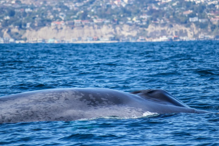 Blue whale seen during Captain Dave's Dolphin and Whale Watching Safari in Dana Point, California