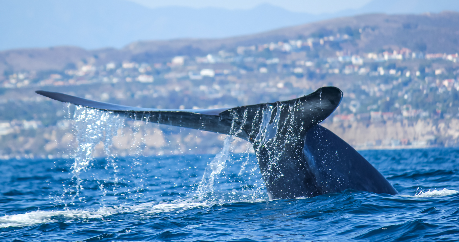 Blue whale tail seen during Captain Dave's Dolphin and Whale Watching Safari in Dana Point, California