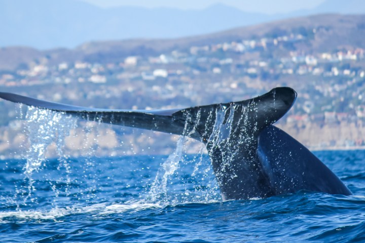 Blue whale tail seen during Captain Dave's Dolphin and Whale Watching Safari in Dana Point, California