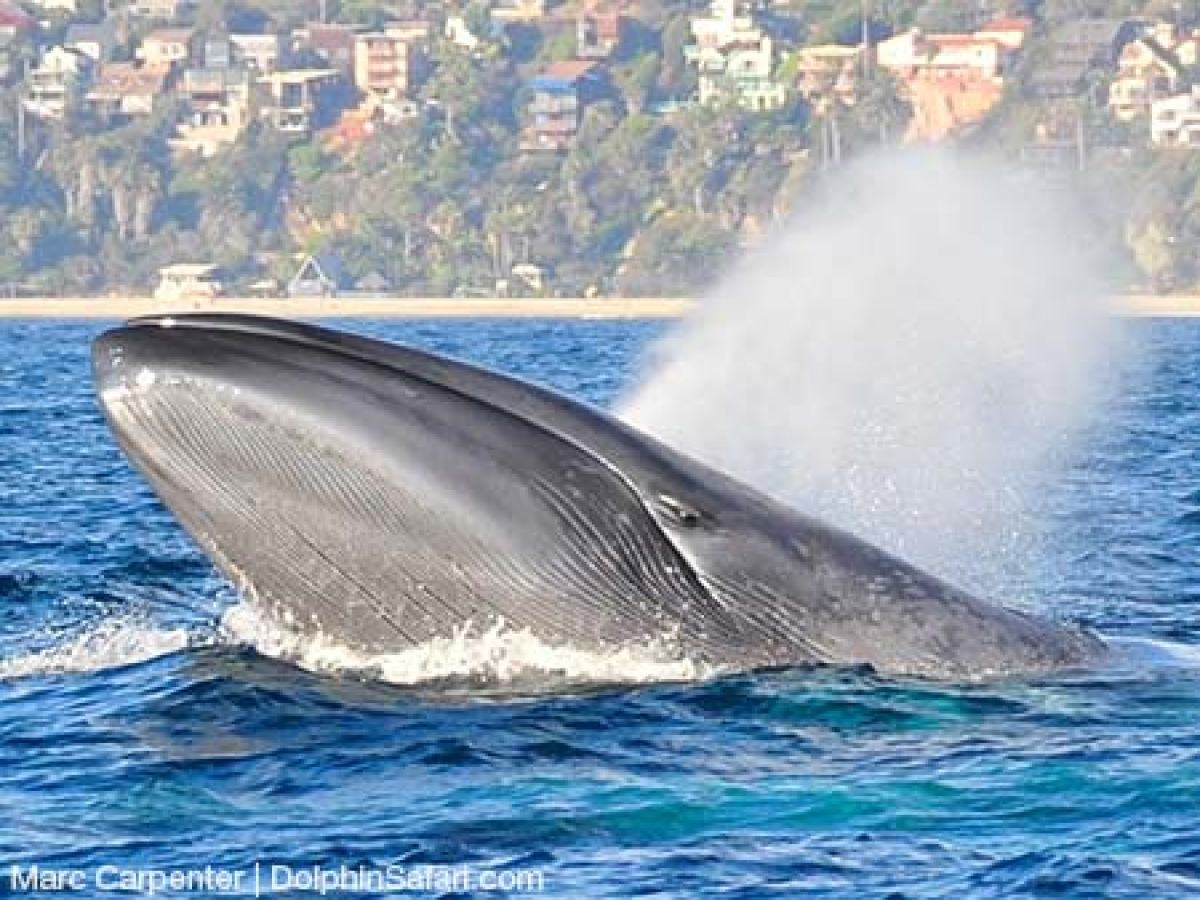 Blue Whale