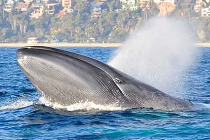 Blue Whale