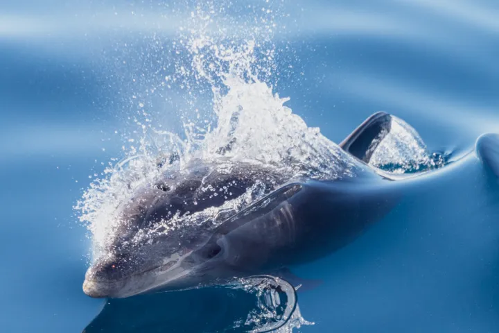 Bottlenose dolphin seen during Captain Dave's Dolphin and Whale Watching Safari in Dana Point, California