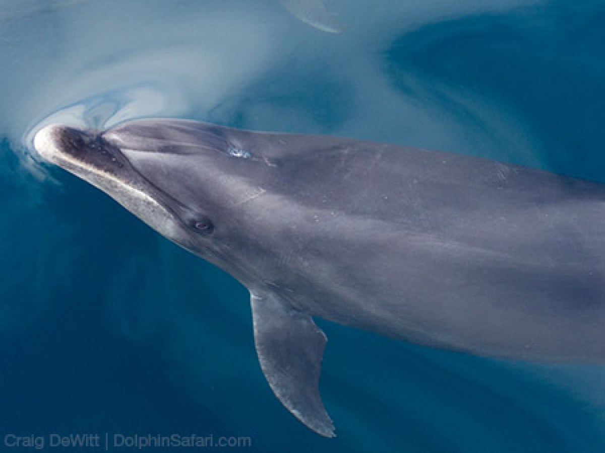 Bottlenose Dolphin