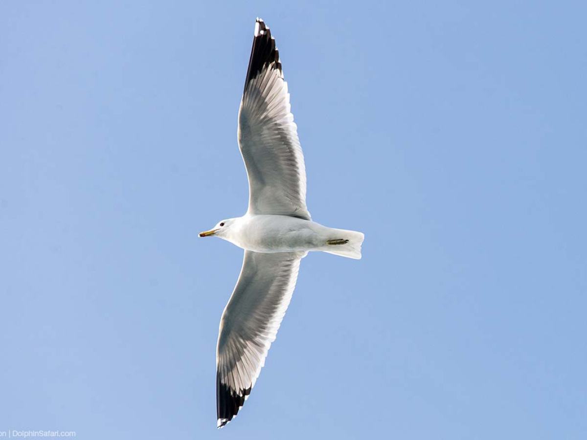 California Gull