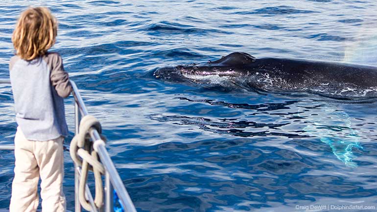 Child-Watching-Humpback-Whale-0147_770x433_copyright-Dolphin-Safari Humpback whale in the water