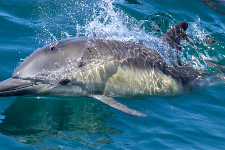 Common dolphin seen during Captain Dave's Dolphin and Whale Watching Safari in Dana Point, California