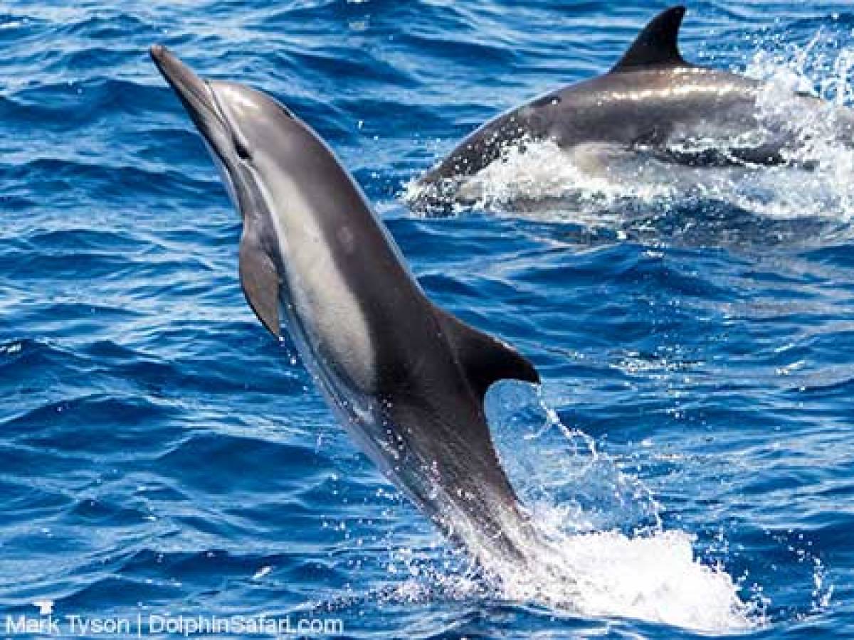 Common Dolphin leaping