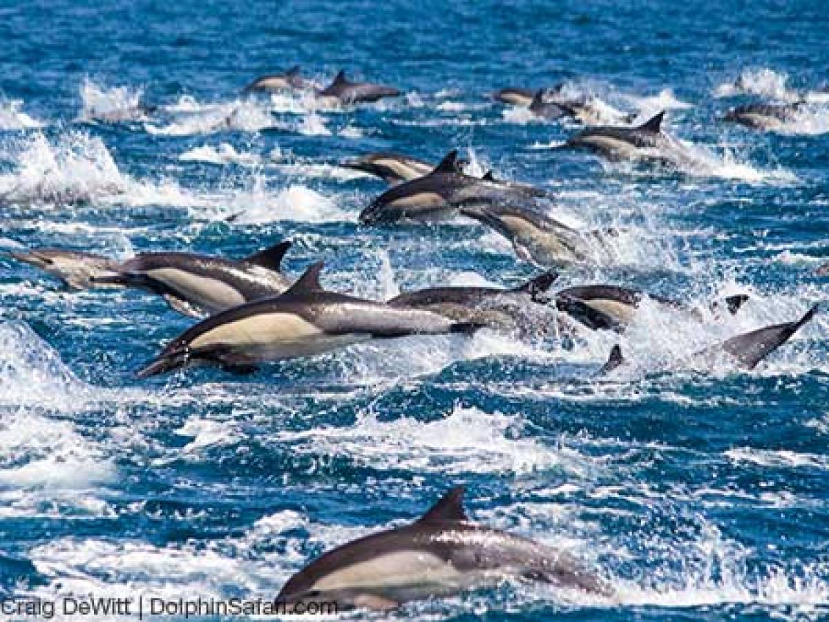 Stampede of a Common Dolphin Pod Jumping out of the Ocean