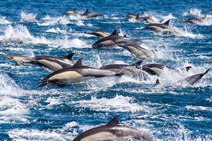 Stampede of a Common Dolphin Pod Jumping out of the Ocean