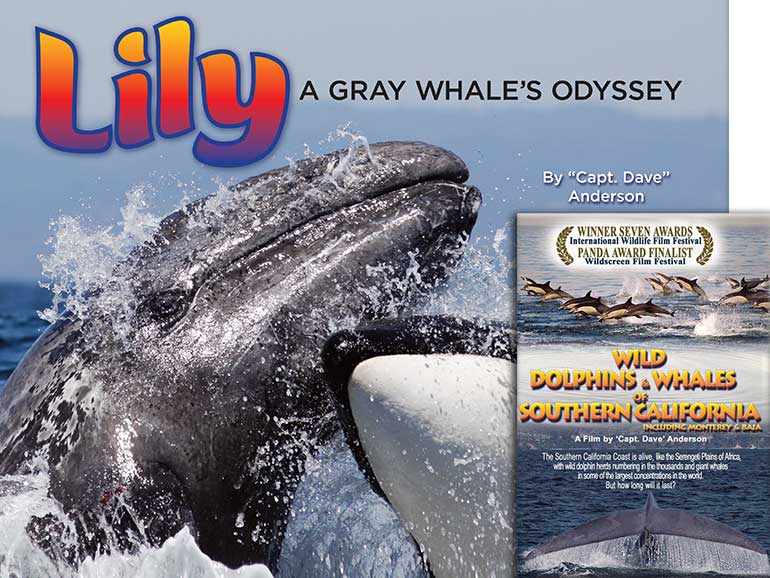 Lily a Gray Whale's Odyssey Book by Captain Dave Anderson