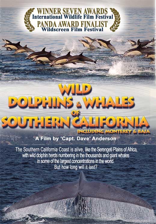 DVDCoverfrontsmall DVD Cover for Documentary of Whale Watching