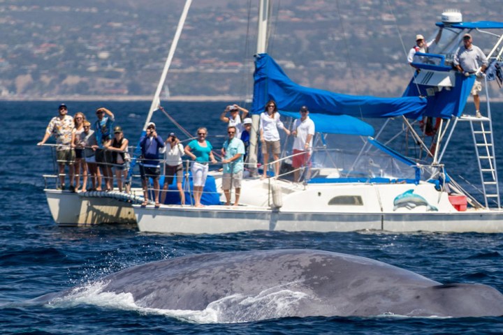 Blue whale surfaces in front of DolphinSafari catamaran