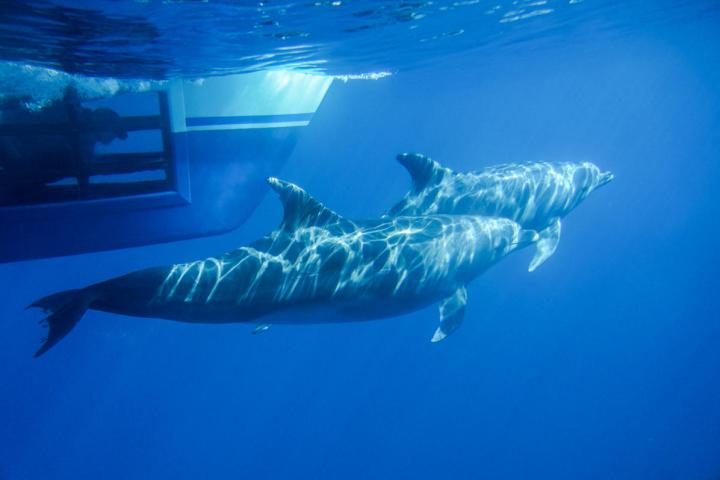 Swimming dolphins off the side of the boat