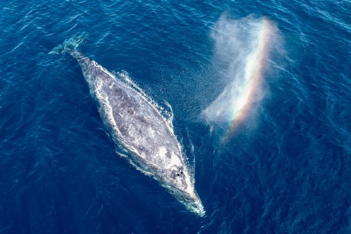 Gray whale with rainbow, from drone