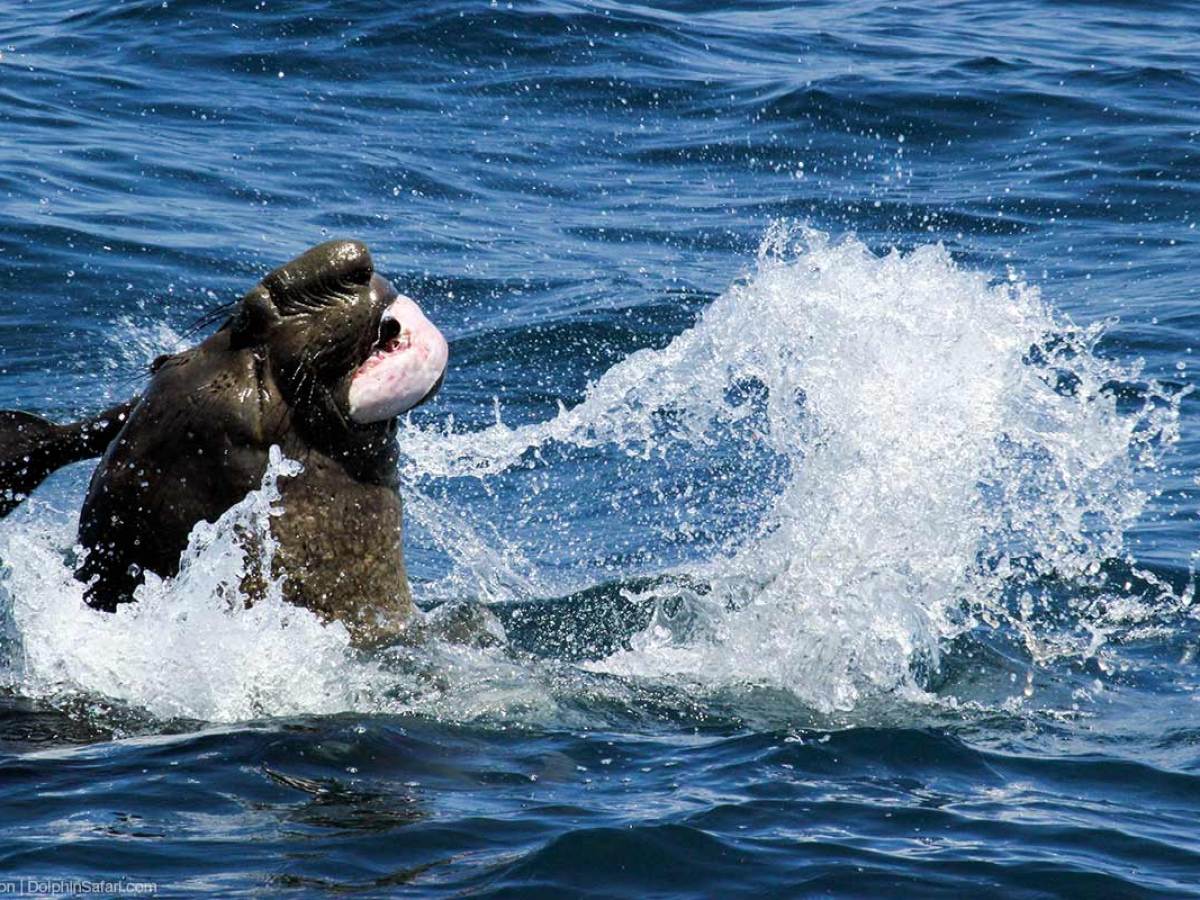 Elephant Seal eating fish