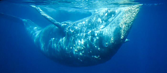 Gray Whale Eye to Eye Underwater Eye to eye, underwater with a Gray Whale