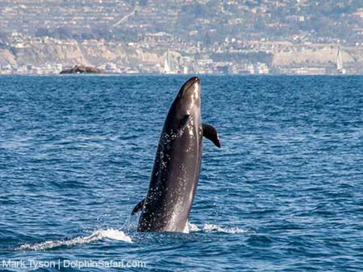 False Killer Whale breaching out of the water
