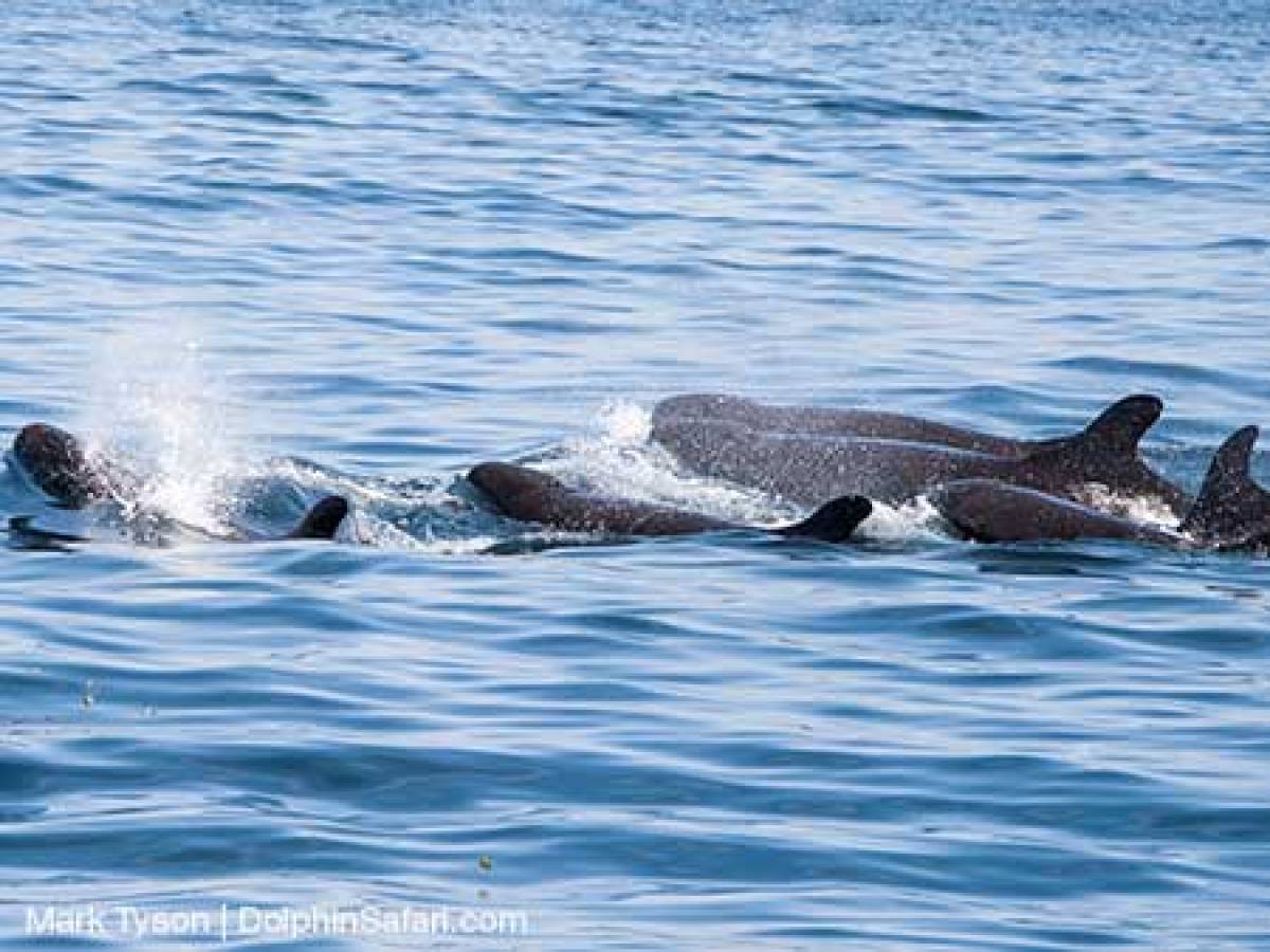False Killer Whale