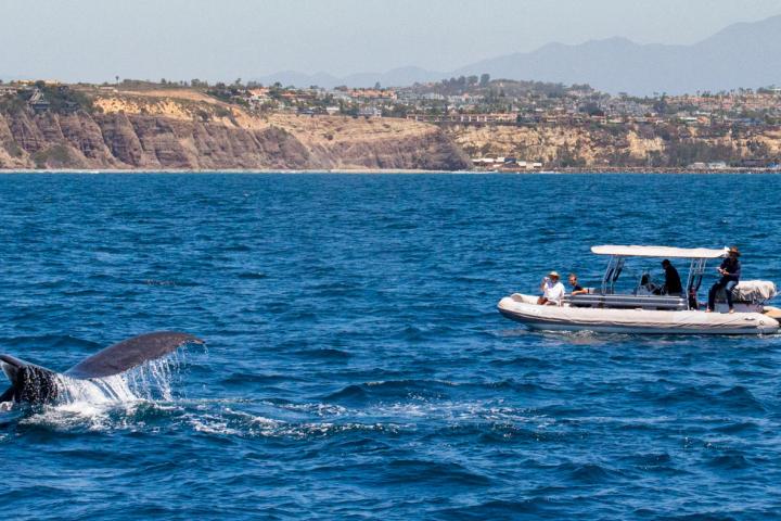 Fast Cat with humpback whale in front of Dana Point Harbor