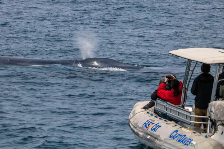 Blue whale near Fast Cat zodiac boat during whale watch