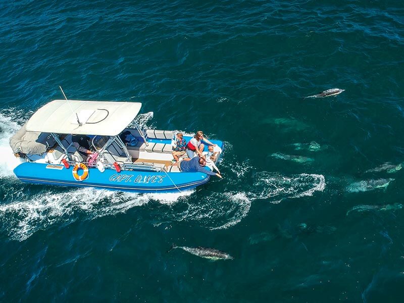Zodiac whale watching cruise with dolphins at fingertips