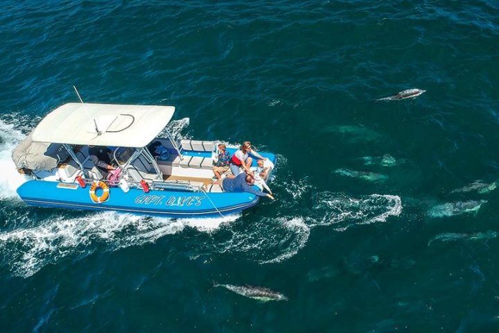 Zodiac whale watching cruise with dolphins at fingertips